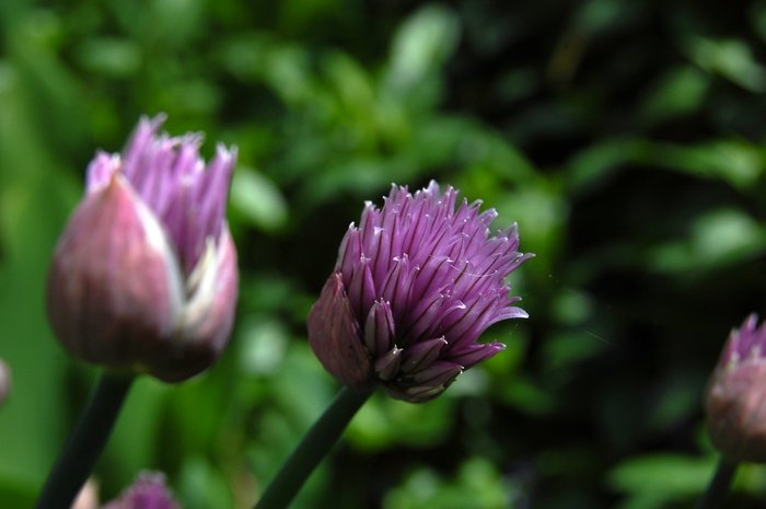 DSC_0024.jpeg