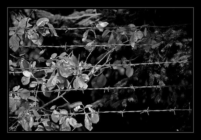DSC_0184ia.jpeg